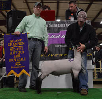 Schmillen Show Lambs